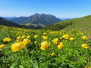 19 Distese gialle di Trollius europaeus (Botton d'oro) con vista in Alben